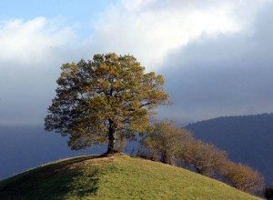 arbre-campagne-lescun-pyrenees-france-